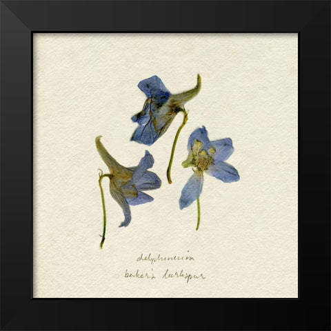 Pressed Blue Delphinium II Black Modern Wood Framed Art Print by Caroline, Emma
