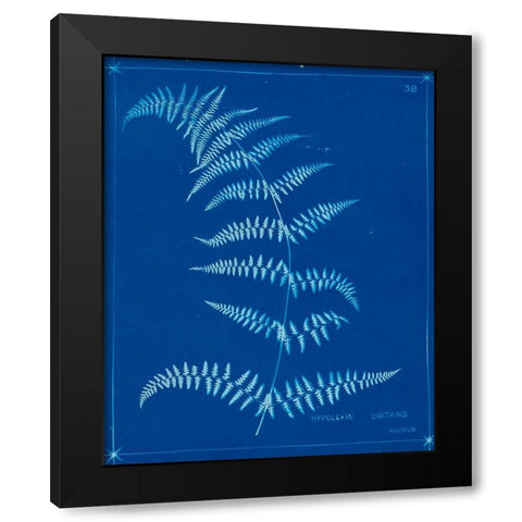 Cyanotype Ferns I Black Modern Wood Framed Art Print with Double Matting by Unknown