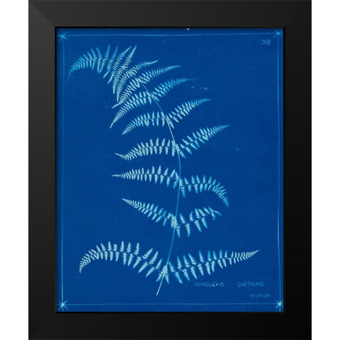 Cyanotype Ferns I Black Modern Wood Framed Art Print by Unknown