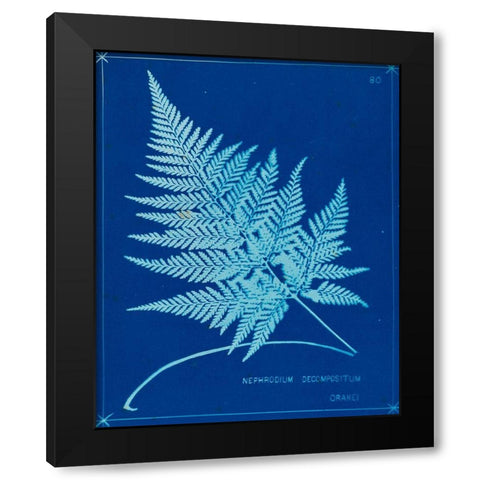 Cyanotype Ferns II Black Modern Wood Framed Art Print with Double Matting by Unknown