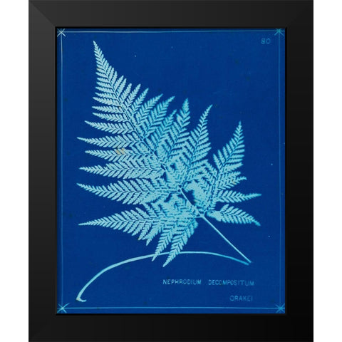 Cyanotype Ferns II Black Modern Wood Framed Art Print by Unknown