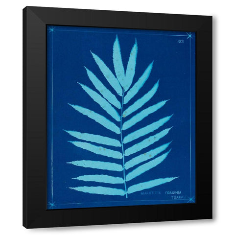 Cyanotype Ferns III Black Modern Wood Framed Art Print with Double Matting by Unknown