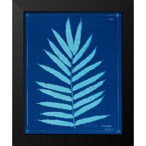 Cyanotype Ferns III Black Modern Wood Framed Art Print by Unknown