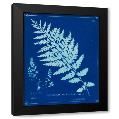 Cyanotype Ferns IV Black Modern Wood Framed Art Print with Double Matting by Unknown