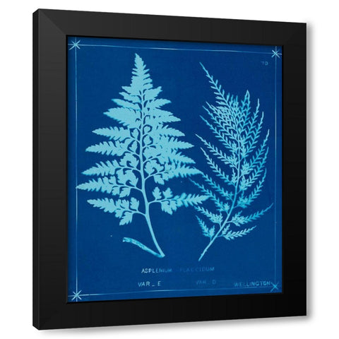 Cyanotype Ferns V Black Modern Wood Framed Art Print with Double Matting by Unknown