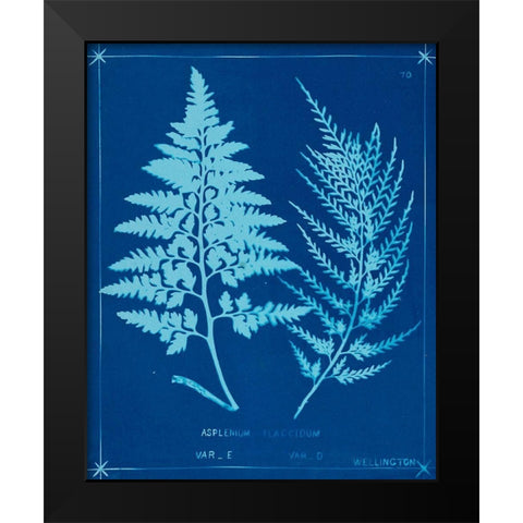 Cyanotype Ferns V Black Modern Wood Framed Art Print by Unknown