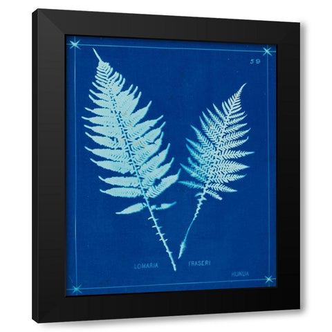 Cyanotype Ferns VI Black Modern Wood Framed Art Print with Double Matting by Unknown