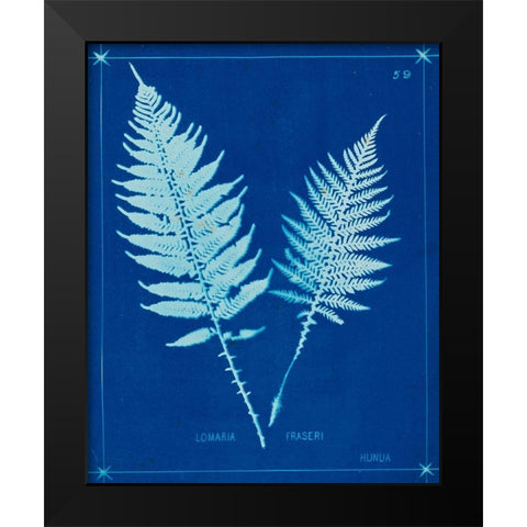 Cyanotype Ferns VI Black Modern Wood Framed Art Print by Unknown