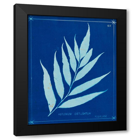 Cyanotype Ferns VII Black Modern Wood Framed Art Print with Double Matting by Unknown