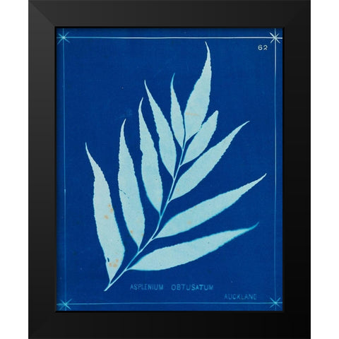 Cyanotype Ferns VII Black Modern Wood Framed Art Print by Unknown