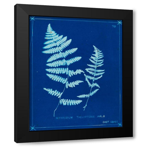Cyanotype Ferns VIII Black Modern Wood Framed Art Print with Double Matting by Unknown