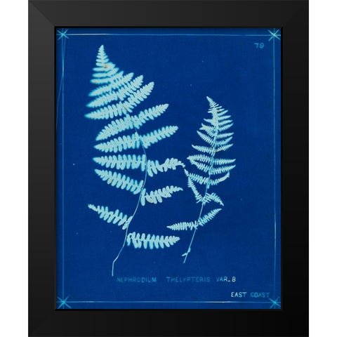 Cyanotype Ferns VIII Black Modern Wood Framed Art Print by Unknown