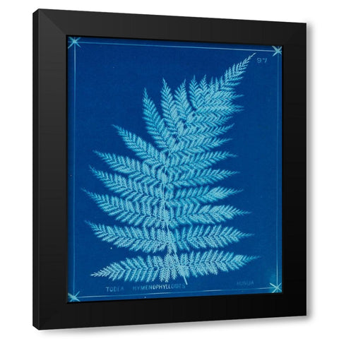 Cyanotype Ferns IX Black Modern Wood Framed Art Print with Double Matting by Unknown