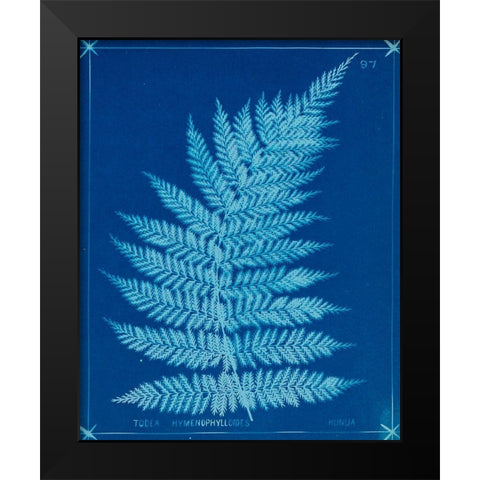 Cyanotype Ferns IX Black Modern Wood Framed Art Print by Unknown