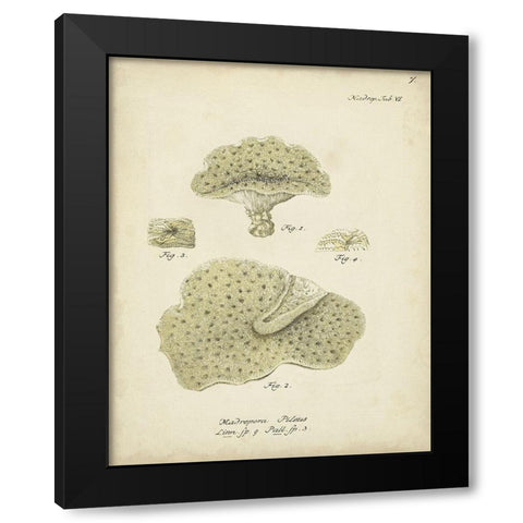 Ecru Coral I Black Modern Wood Framed Art Print with Double Matting by Esper, Johann