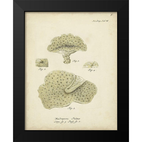 Ecru Coral I Black Modern Wood Framed Art Print by Esper, Johann