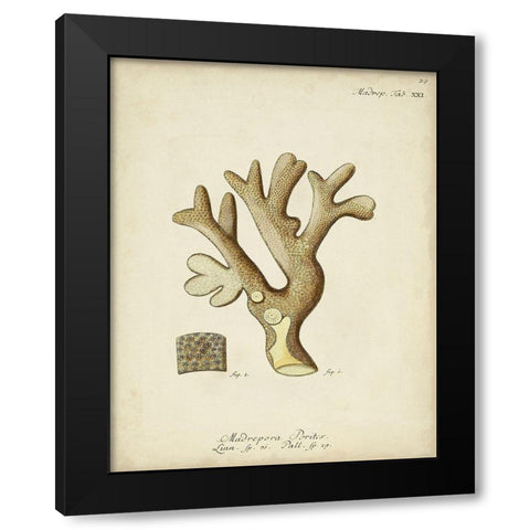 Ecru Coral II Black Modern Wood Framed Art Print with Double Matting by Esper, Johann