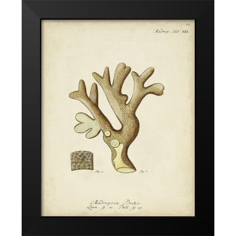 Ecru Coral II Black Modern Wood Framed Art Print by Esper, Johann