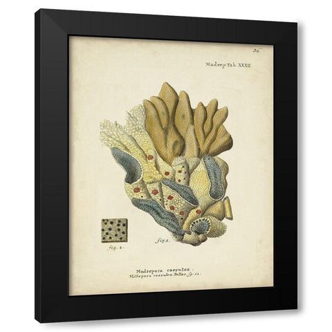 Ecru Coral III Black Modern Wood Framed Art Print with Double Matting by Esper, Johann