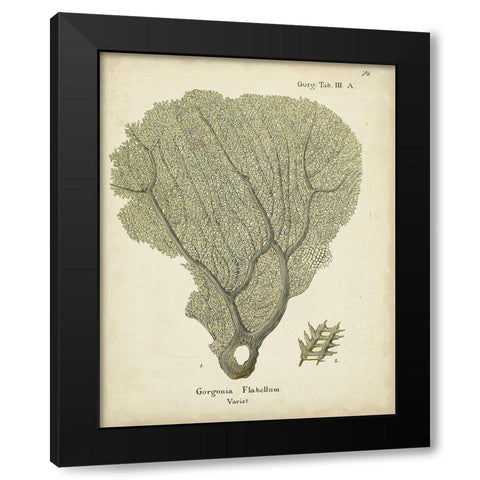 Ecru Coral IV Black Modern Wood Framed Art Print with Double Matting by Esper, Johann