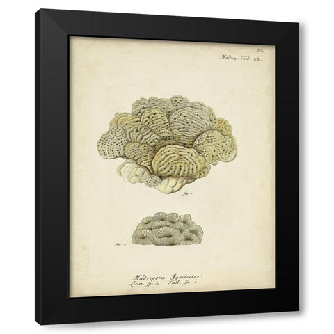 Ecru Coral V Black Modern Wood Framed Art Print with Double Matting by Esper, Johann