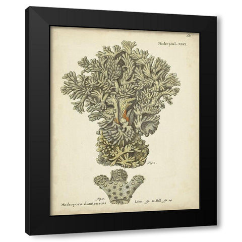 Ecru Coral VI Black Modern Wood Framed Art Print with Double Matting by Esper, Johann