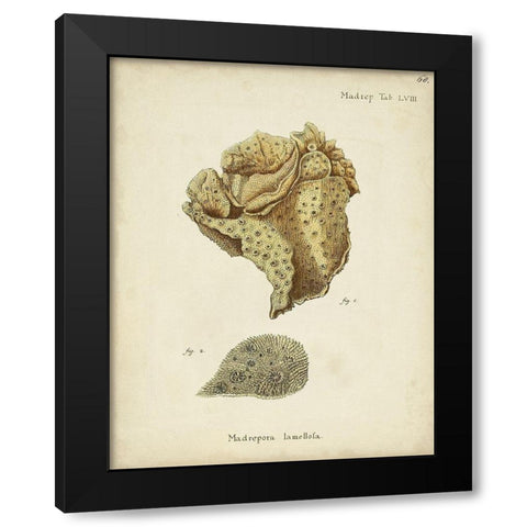 Ecru Coral VII Black Modern Wood Framed Art Print with Double Matting by Esper, Johann