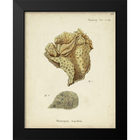 Ecru Coral VII Black Modern Wood Framed Art Print by Esper, Johann