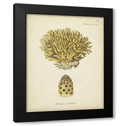 Ecru Coral VIII Black Modern Wood Framed Art Print with Double Matting by Esper, Johann