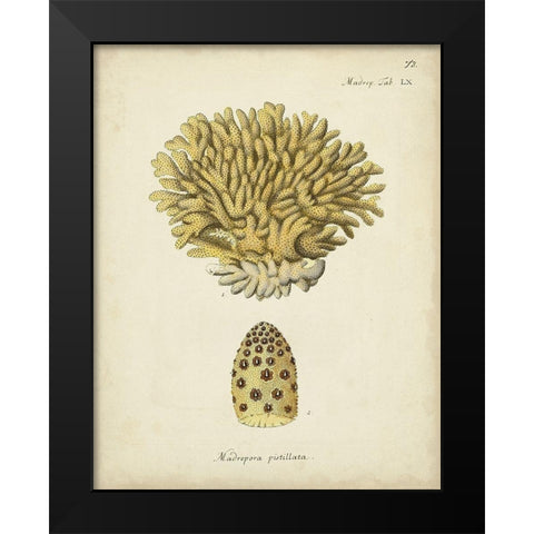 Ecru Coral VIII Black Modern Wood Framed Art Print by Esper, Johann