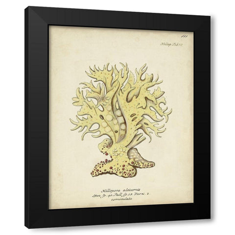 Ecru Coral IX Black Modern Wood Framed Art Print with Double Matting by Esper, Johann