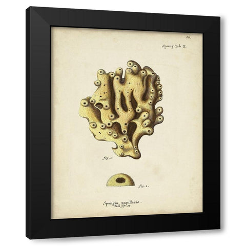 Ecru Coral X Black Modern Wood Framed Art Print with Double Matting by Esper, Johann