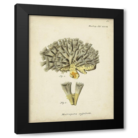 Ecru Coral XI Black Modern Wood Framed Art Print with Double Matting by Esper, Johann