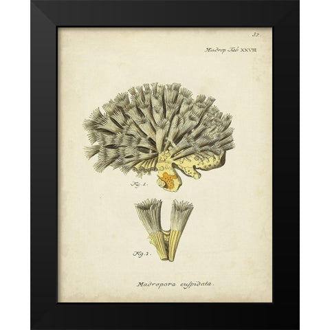Ecru Coral XI Black Modern Wood Framed Art Print by Esper, Johann