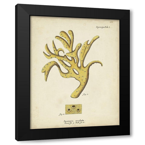 Ecru Coral XII Black Modern Wood Framed Art Print with Double Matting by Esper, Johann