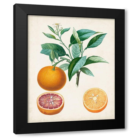 Orange de Malte Black Modern Wood Framed Art Print with Double Matting by Poiteau, Pierre Antoine