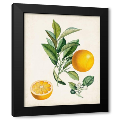 Bigarrade Couronnee Black Modern Wood Framed Art Print with Double Matting by Poiteau, Pierre Antoine