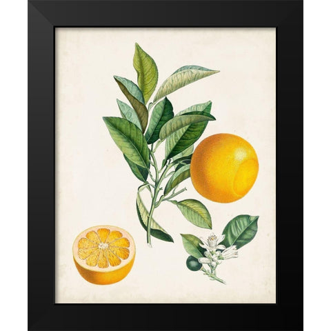 Bigarrade Couronnee Black Modern Wood Framed Art Print by Poiteau, Pierre Antoine