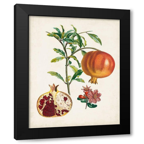 Grenadier a fruit doux Black Modern Wood Framed Art Print with Double Matting by Poiteau, Pierre Antoine