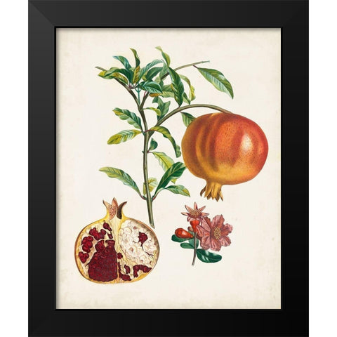 Grenadier a fruit doux Black Modern Wood Framed Art Print by Poiteau, Pierre Antoine