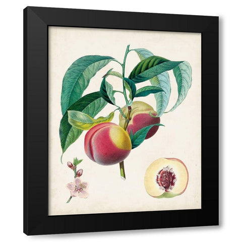 Belle Bauce Black Modern Wood Framed Art Print with Double Matting by Poiteau, Pierre Antoine