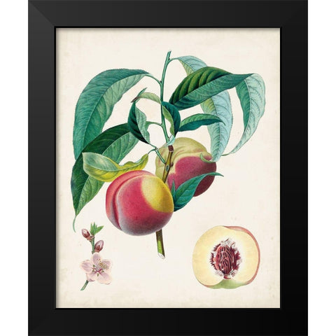 Belle Bauce Black Modern Wood Framed Art Print by Poiteau, Pierre Antoine