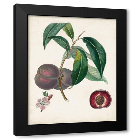 Peche Cardinale Black Modern Wood Framed Art Print with Double Matting by Poiteau, Pierre Antoine