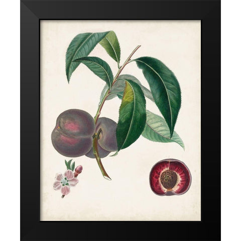 Peche Cardinale Black Modern Wood Framed Art Print by Poiteau, Pierre Antoine
