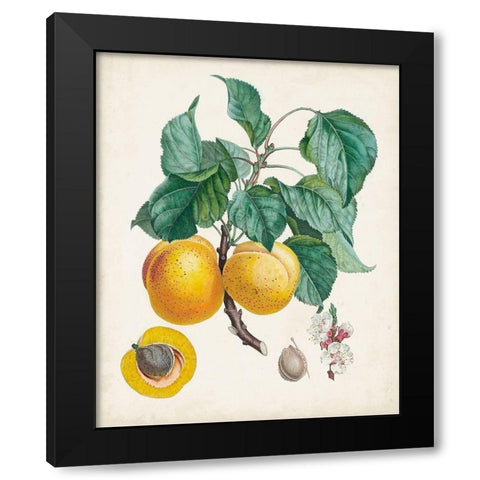 Abricot- Peche Black Modern Wood Framed Art Print with Double Matting by Poiteau, Pierre Antoine