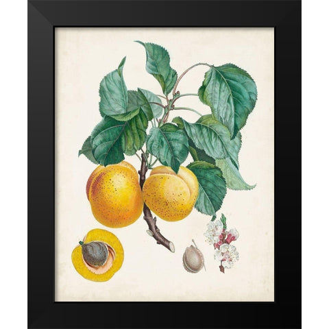 Abricot- Peche Black Modern Wood Framed Art Print by Poiteau, Pierre Antoine