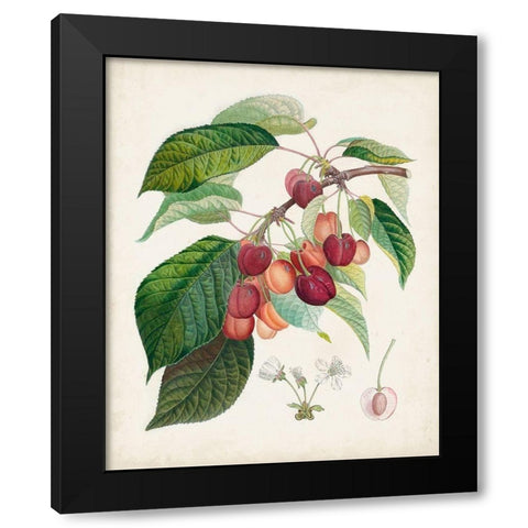 Bigarreau rouge Black Modern Wood Framed Art Print with Double Matting by Poiteau, Pierre Antoine