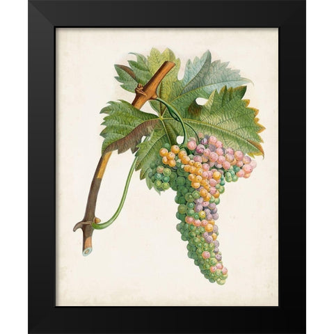 Raisin de Corunthe Black Modern Wood Framed Art Print by Poiteau, Pierre Antoine
