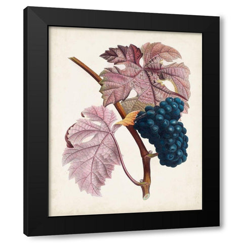 Raisin de Ceinlurier Black Modern Wood Framed Art Print with Double Matting by Poiteau, Pierre Antoine