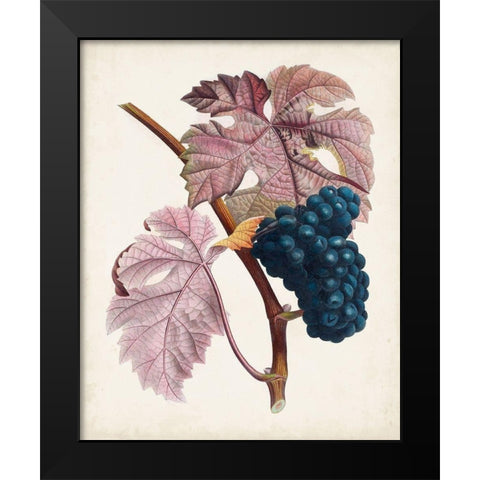 Raisin de Ceinlurier Black Modern Wood Framed Art Print by Poiteau, Pierre Antoine